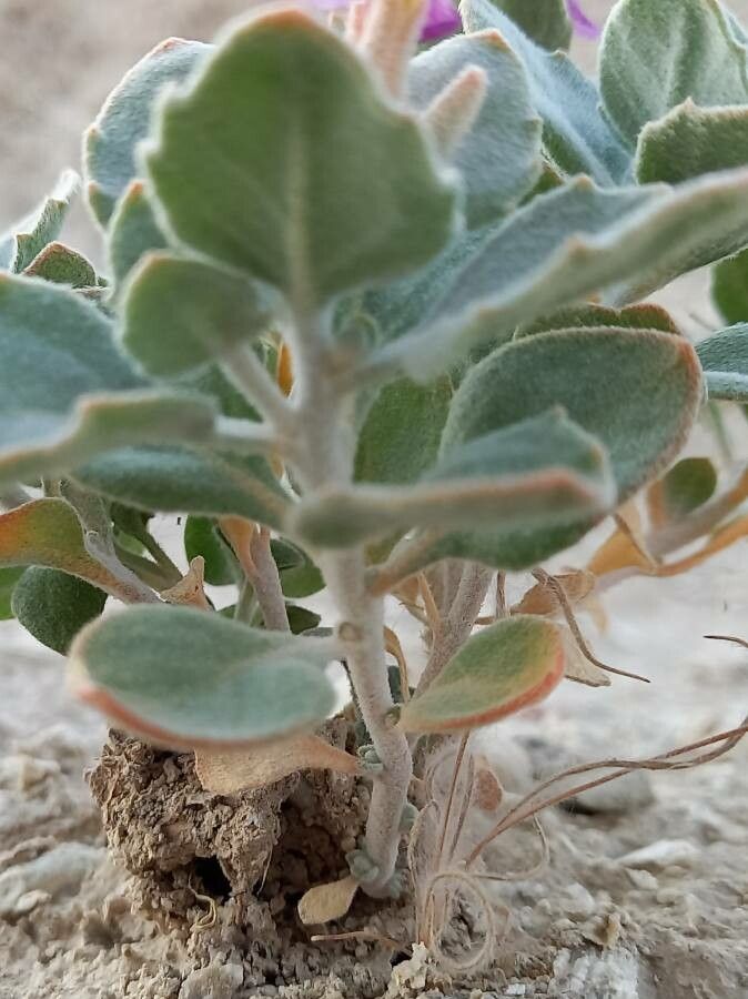 Malcolmia behboudiana bark