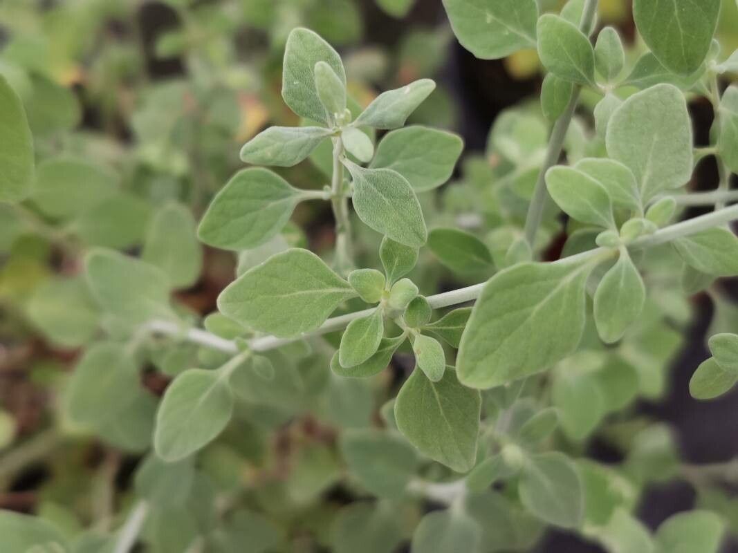 Micromeria fruticosa leaf