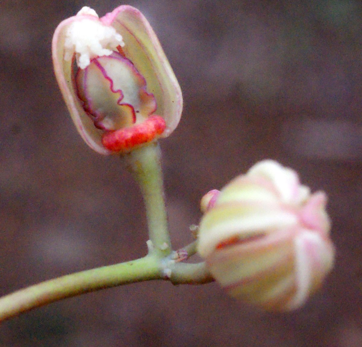 Zanthoxylum punctatum fruit