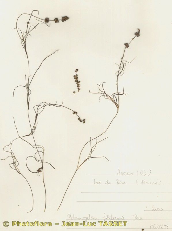 Stuckenia filiformis habit