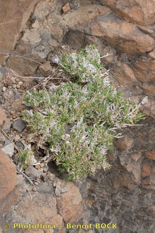 Salvia herbanica habit