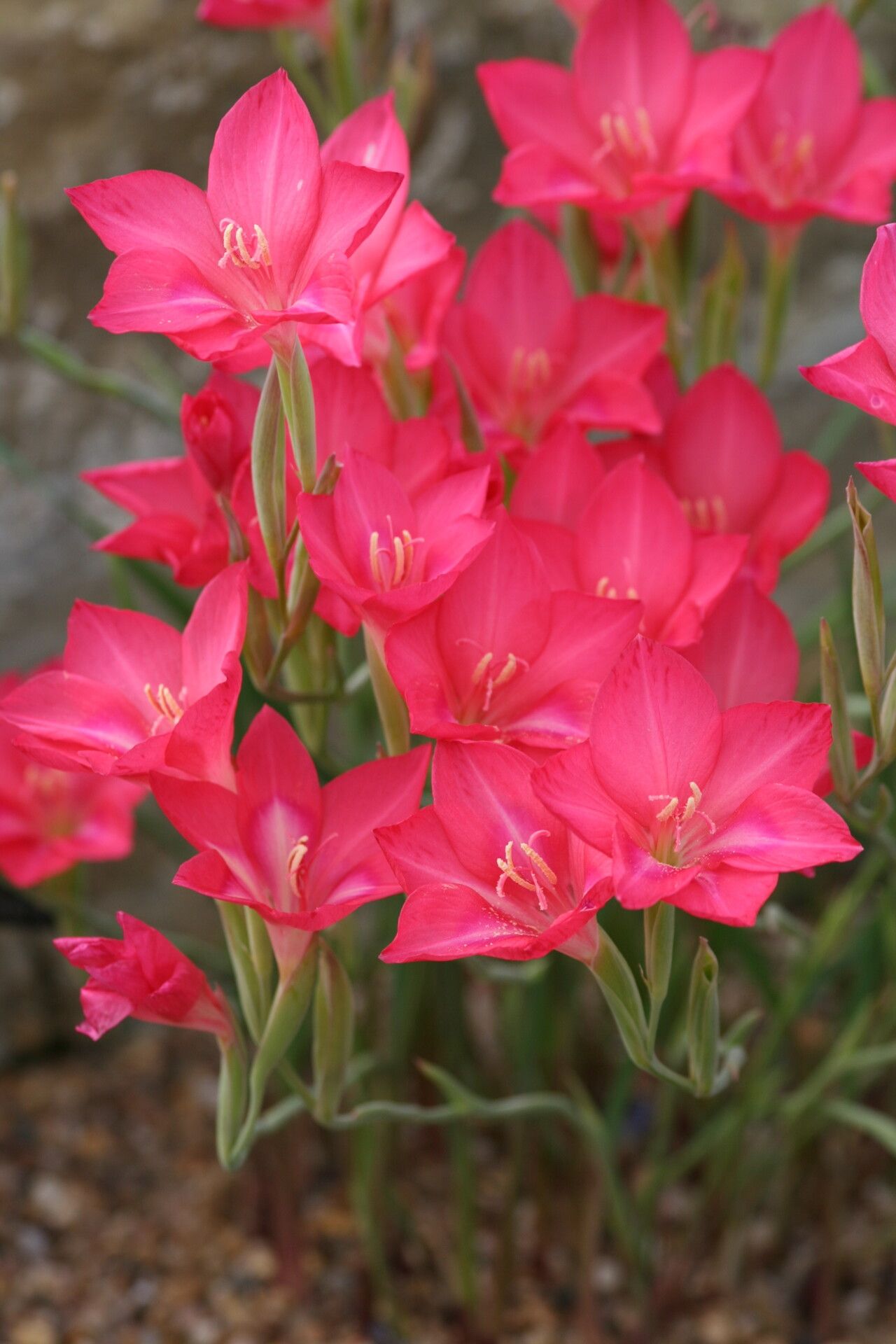 Gladiolus carmineus — search result for 'Gladiolus'