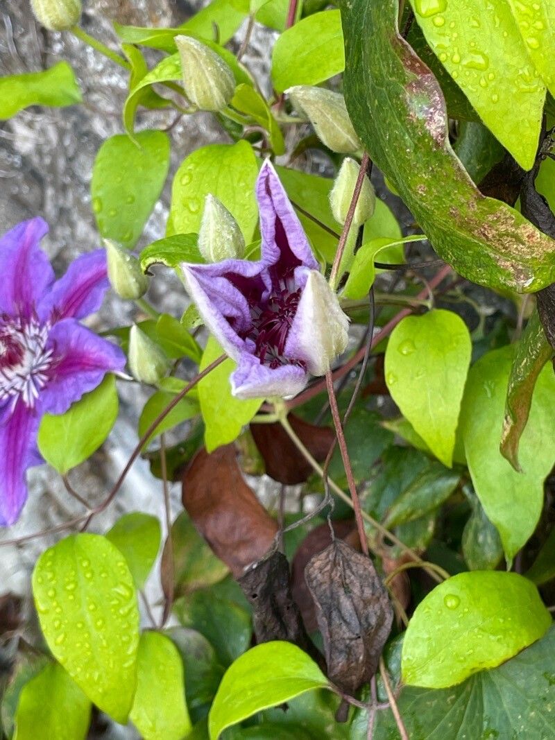 Clematis × jackmanii flower