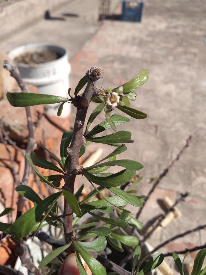 Jatropha dioica — houseplant care guide