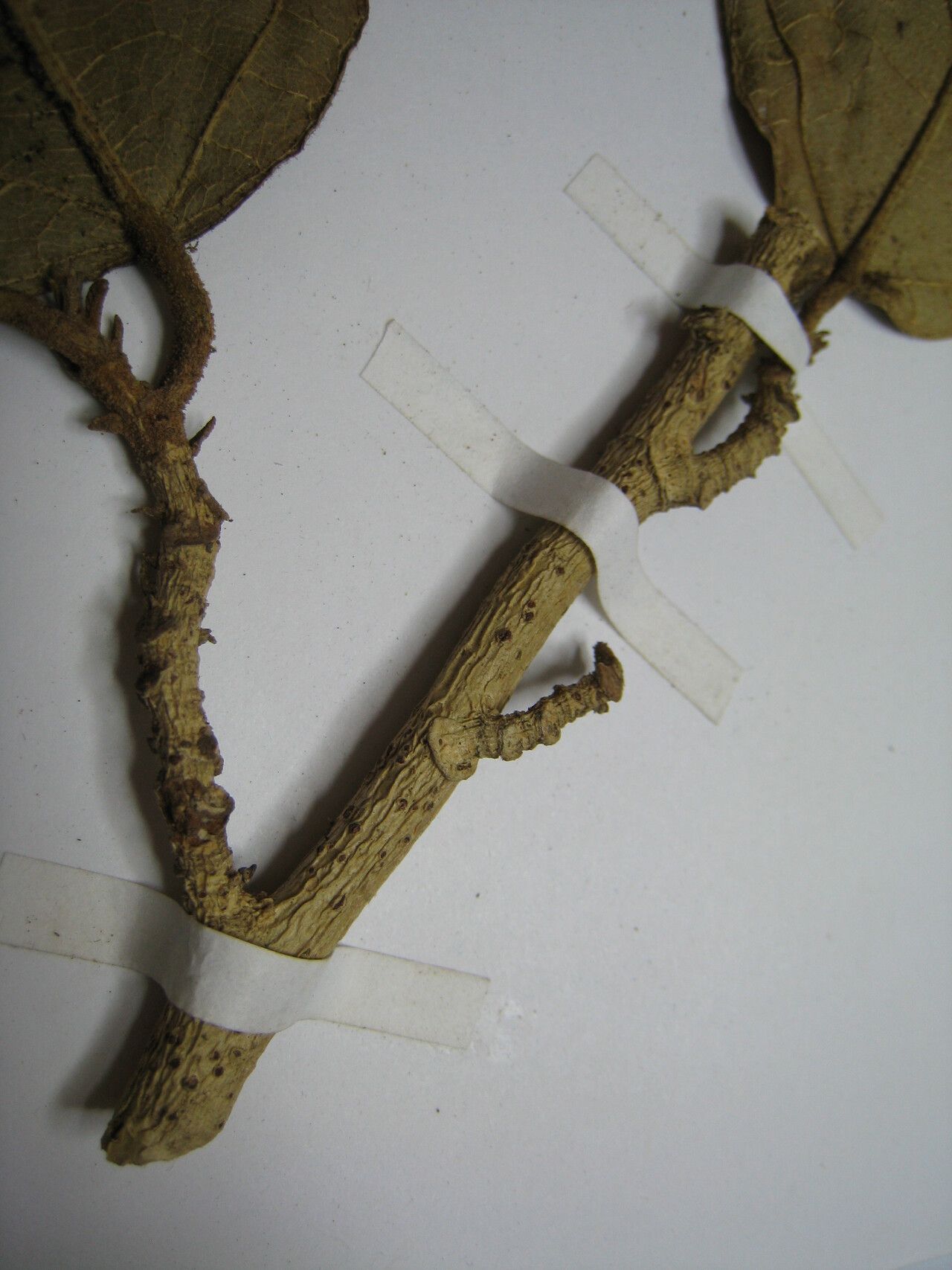 Quararibea spatulata other