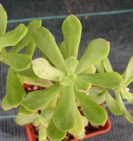 Graptopetalum fruticosum