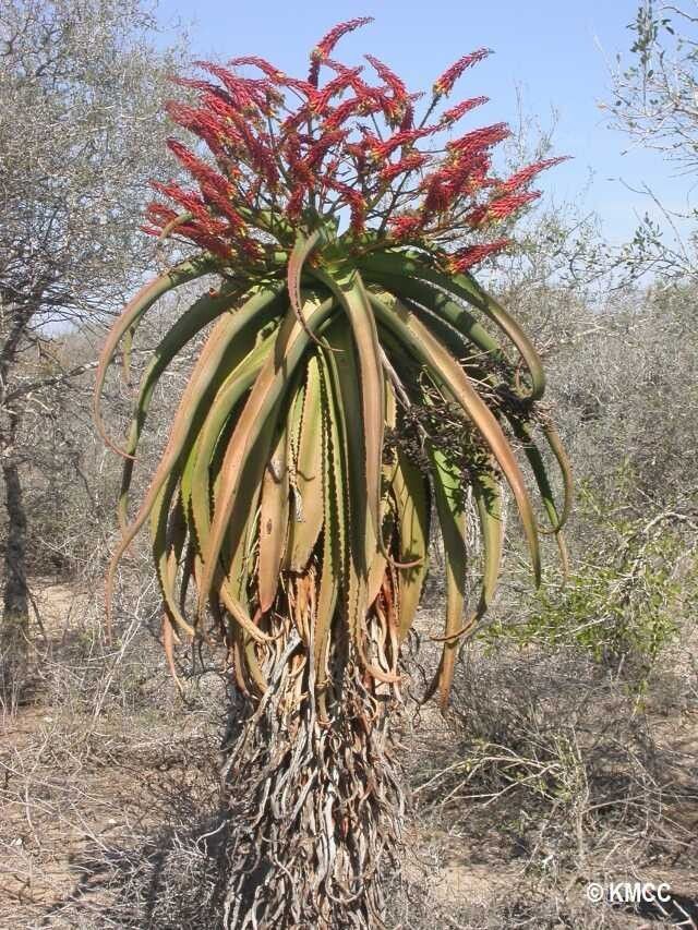 Aloe vaotsanda — houseplant care guide