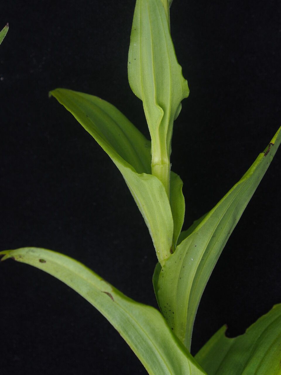 Habenaria pectinata bark