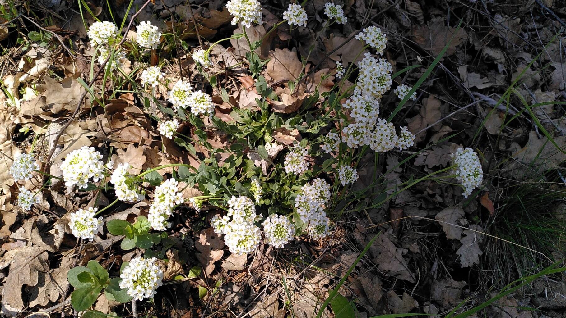 Noccaea goesingensis habit