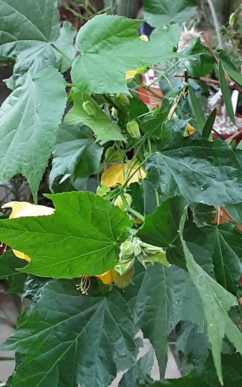 Callianthe darwinii habit