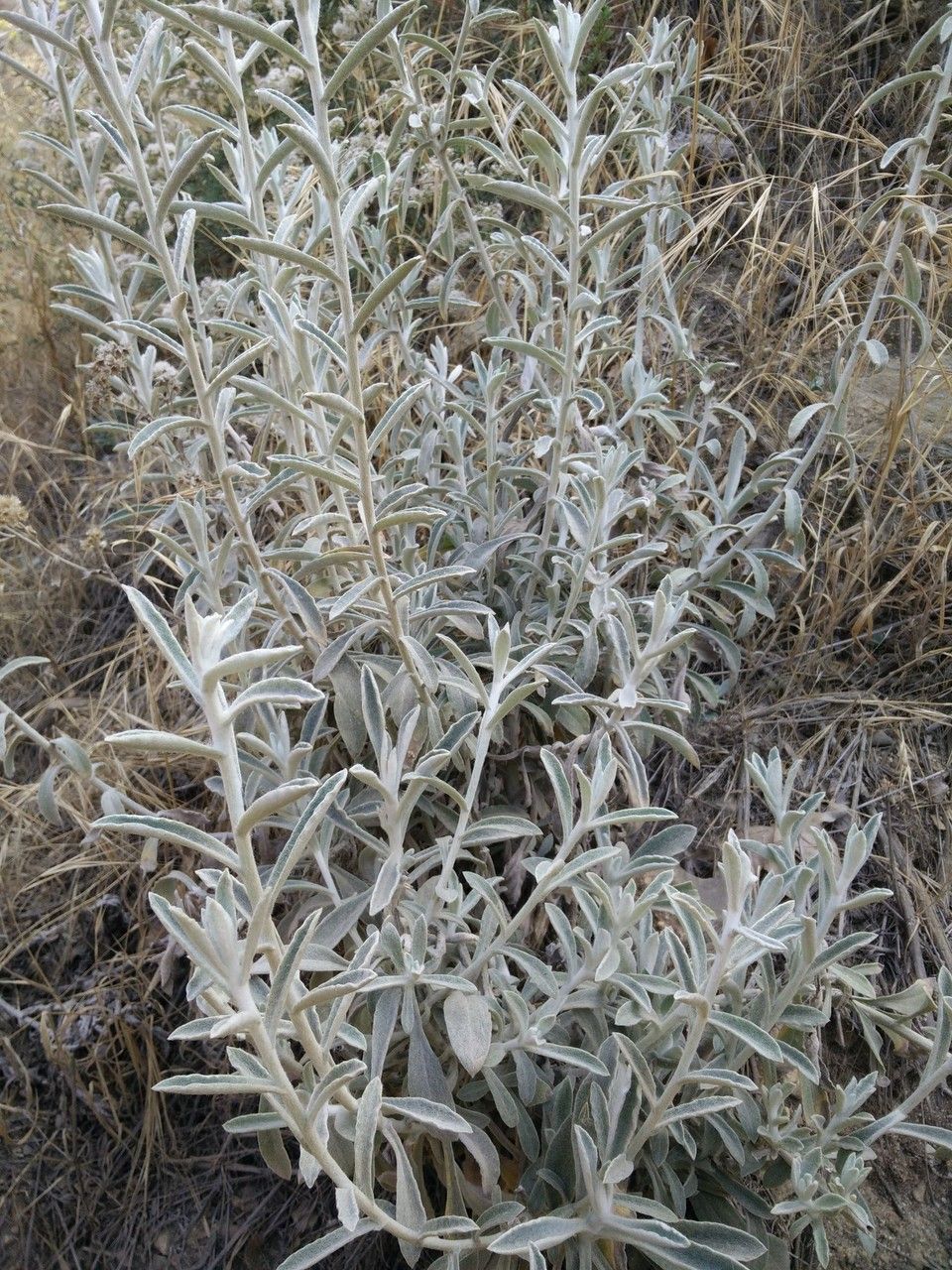Antennaria marginata — search result for 'and Chihuahua'