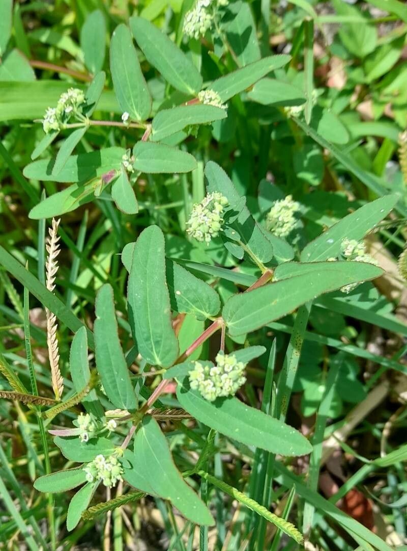 Euphorbia lasiocarpa habit