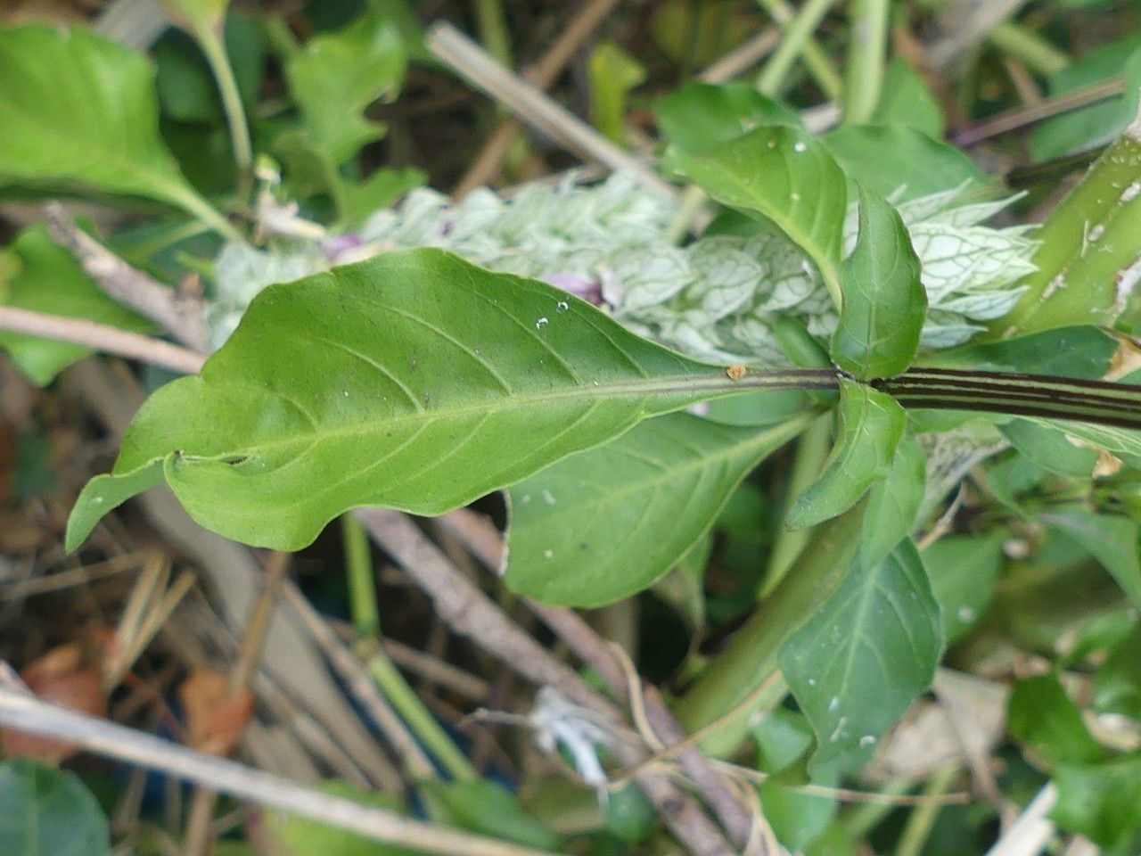 Justicia betonica leaf