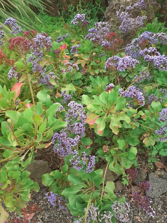 Limonium sventenii leaf