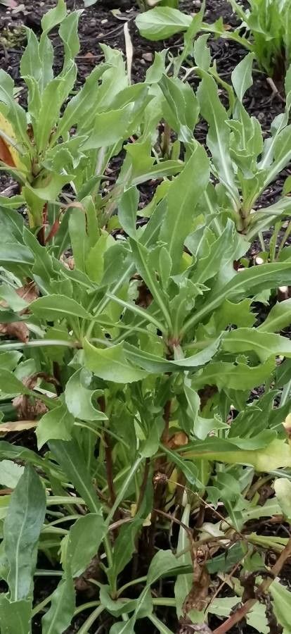 Grindelia robusta habit