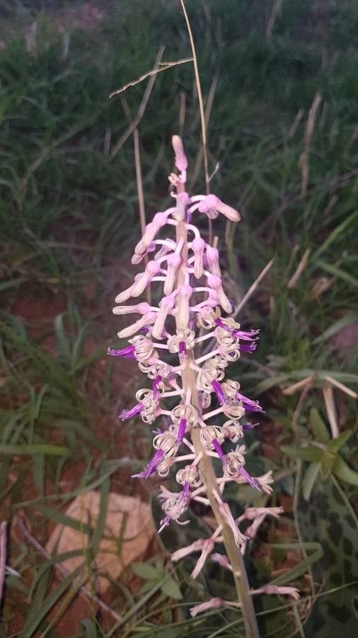 Ledebouria kirkii flower