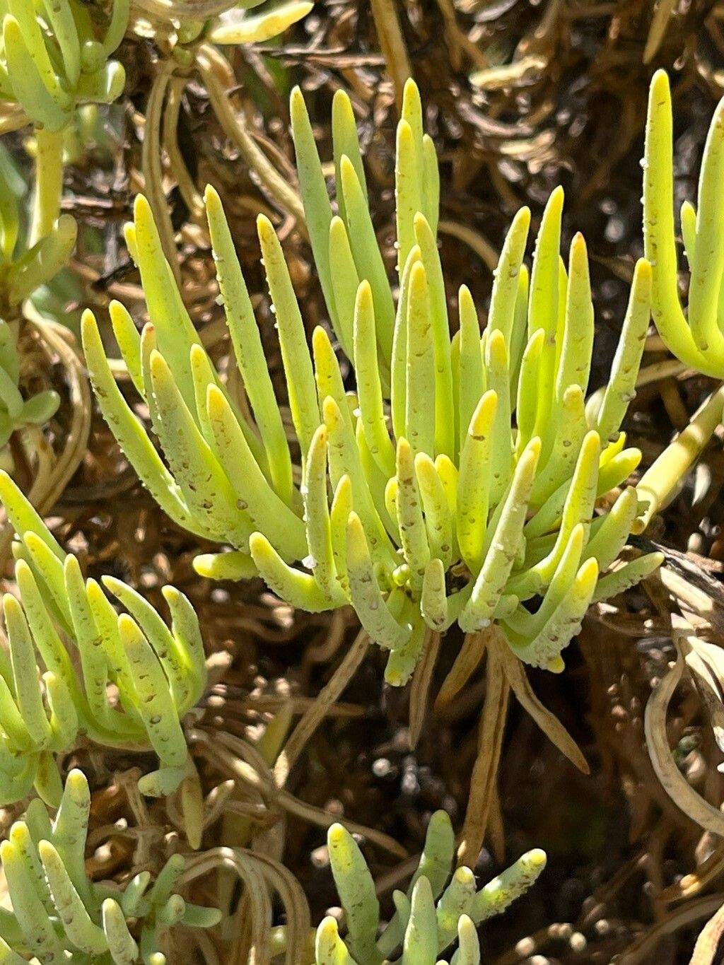 Dianthus fruticosus — houseplant care guide