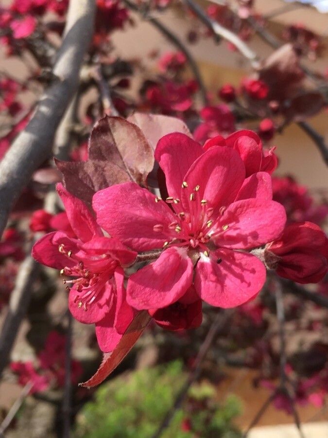 Malus floribunda flower