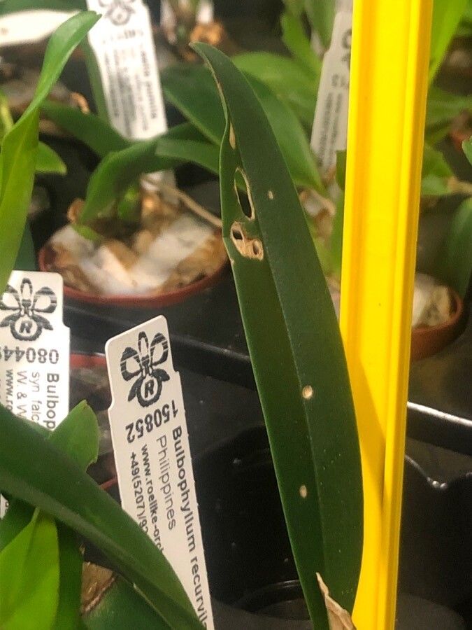 Bulbophyllum recurvilabre leaf