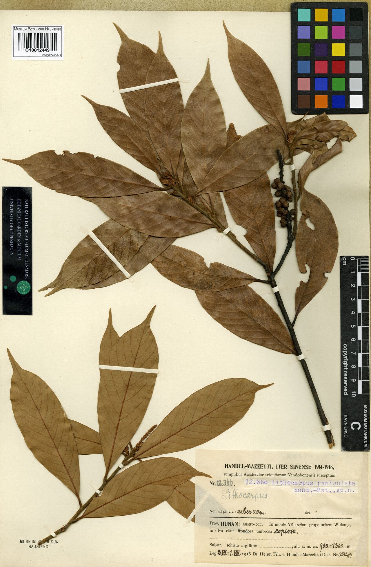 Lithocarpus paniculatus — search result for 'Lithocarpus'