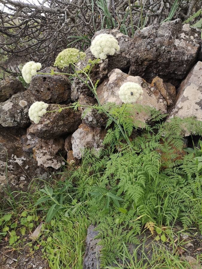 Todaroa montana habit