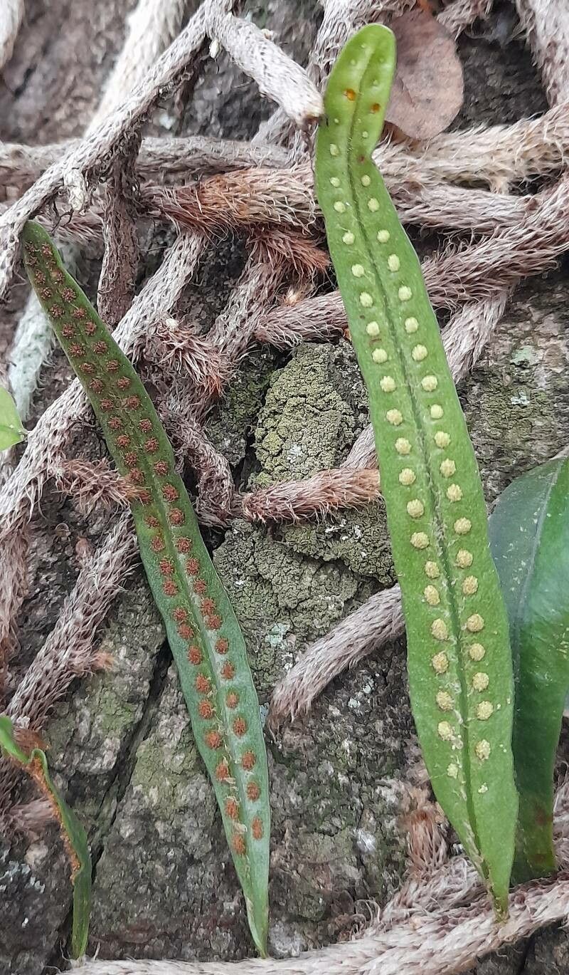 Microgramma mortoniana fruit