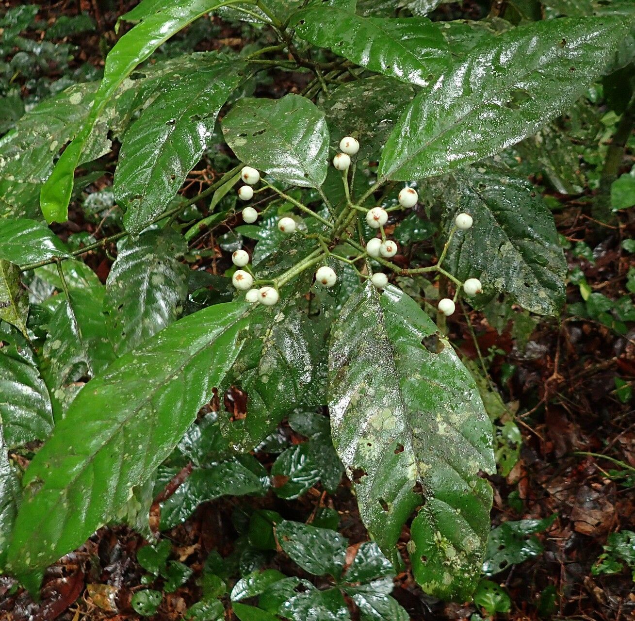 Pavetta puberula habit