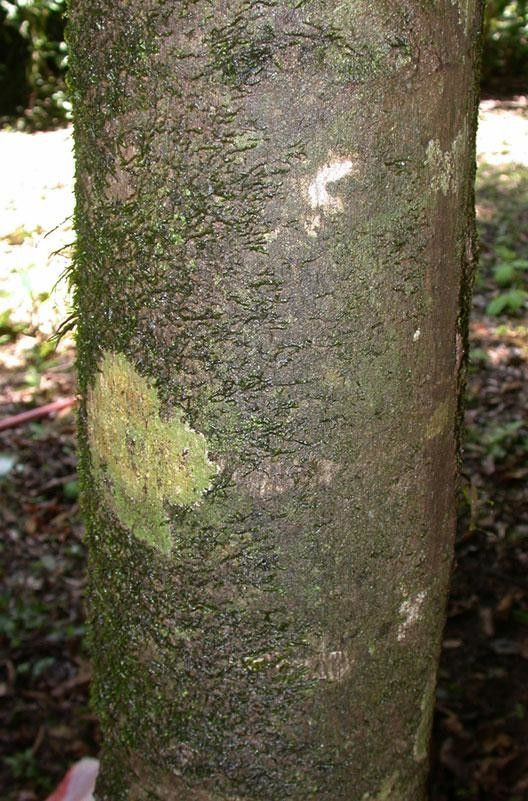 Unonopsis pittieri bark