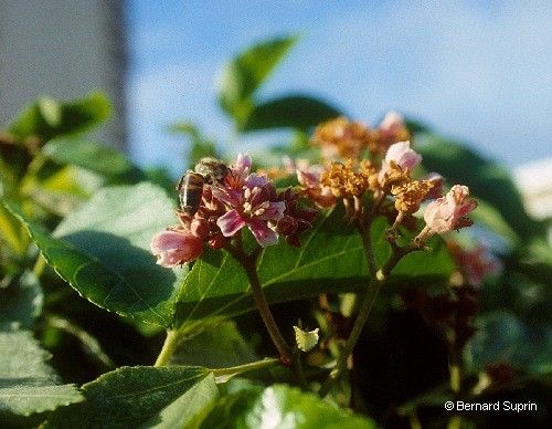 Melochia odorata fruit