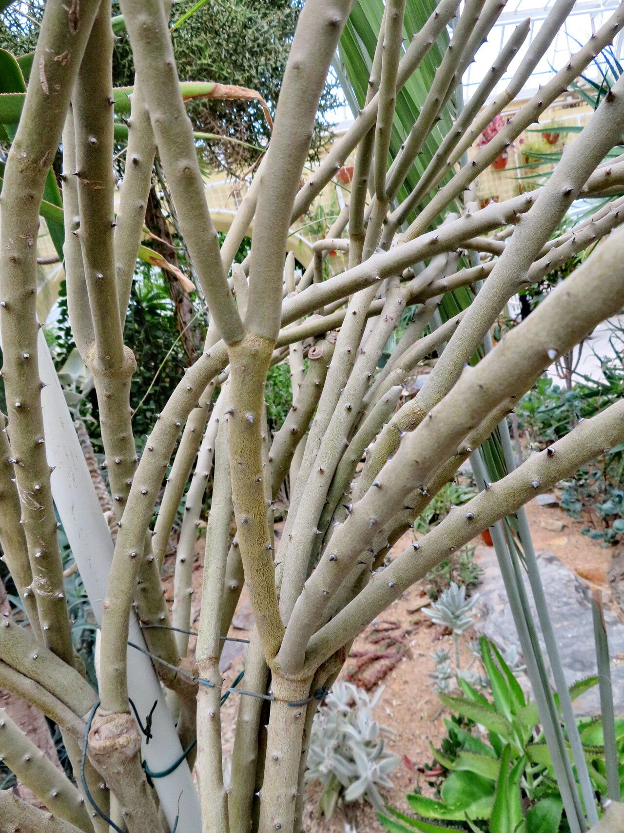 Alluaudia dumosa — related species from the same genus