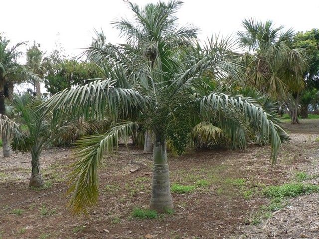 Pseudophoenix sargentii — search result for 'Bahamas'