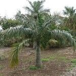 Pseudophoenix sargentii