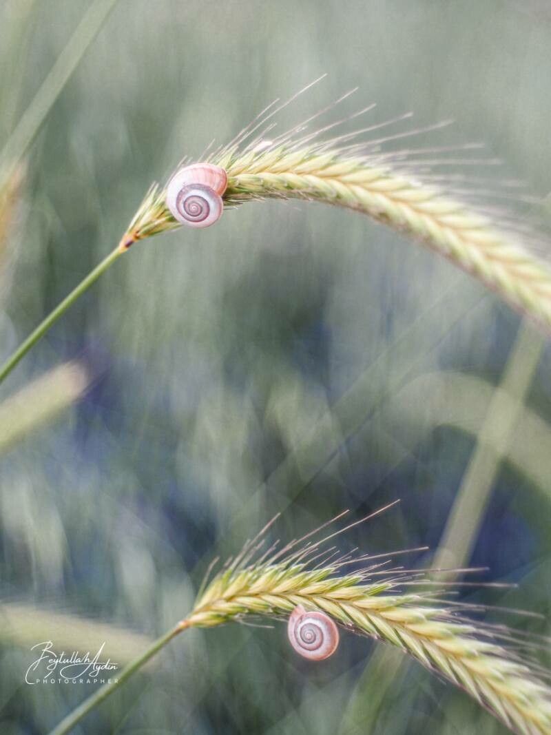 Hordeum brachyantherum leaf