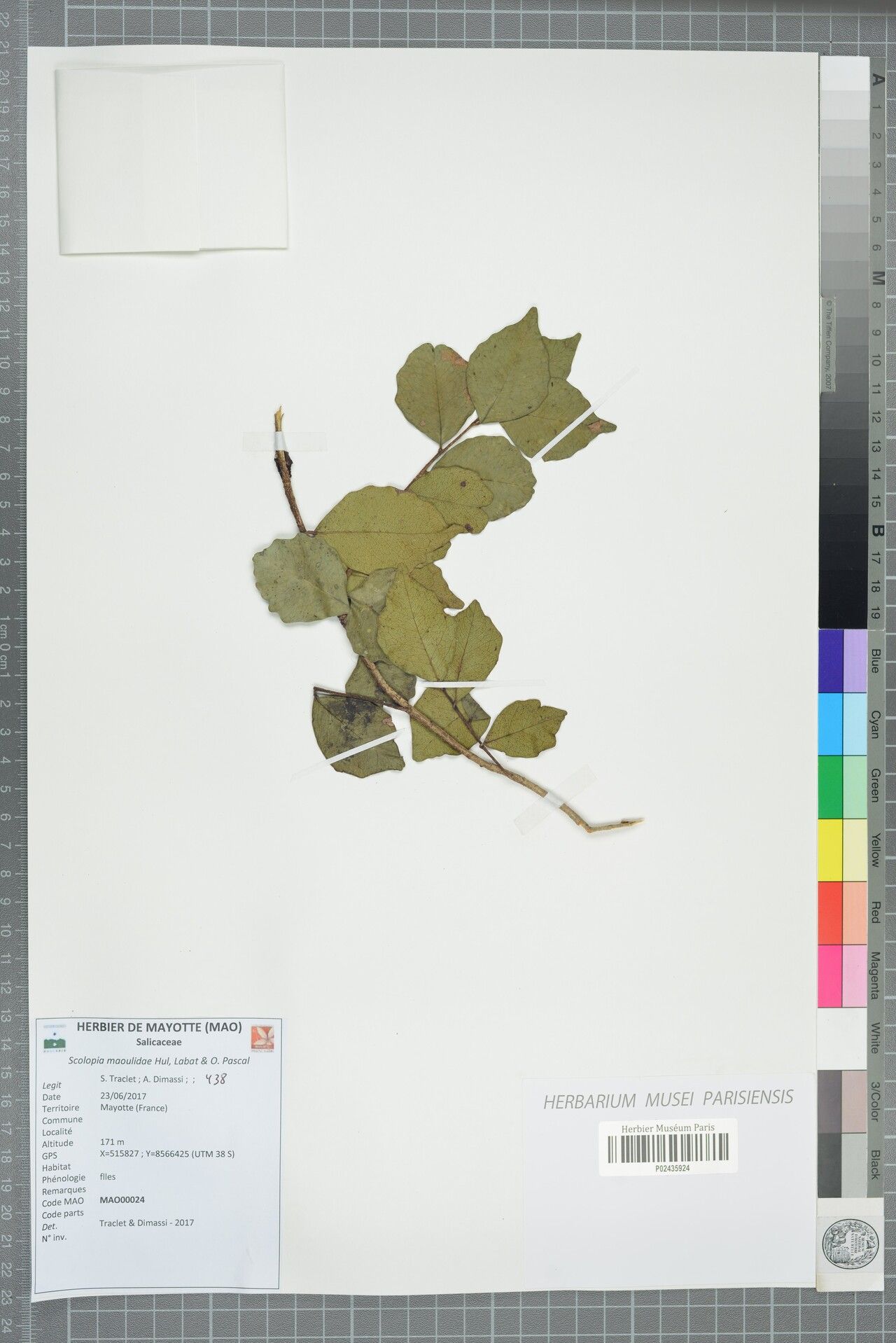 Scolopia maoulidae — search result for 'Scolopia'