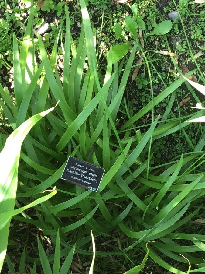 Agapanthus inapertus