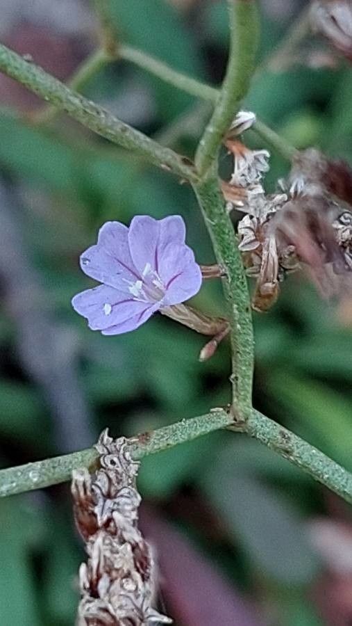 Limonium multiforme flower