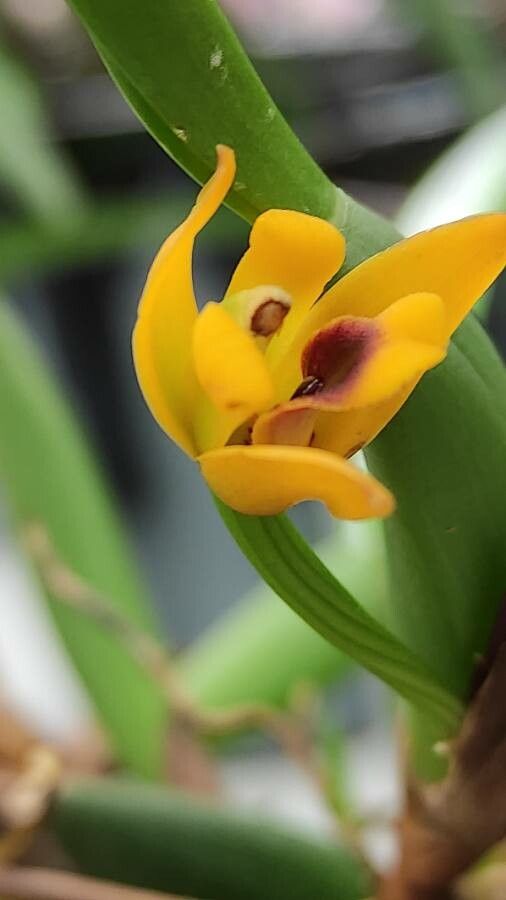 Maxillaria variabilis flower