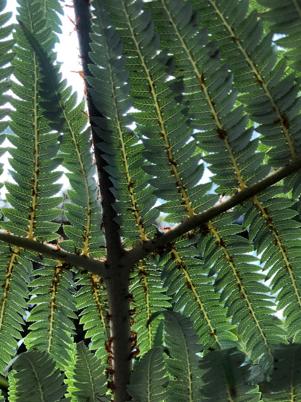 Sphaeropteris glauca habit