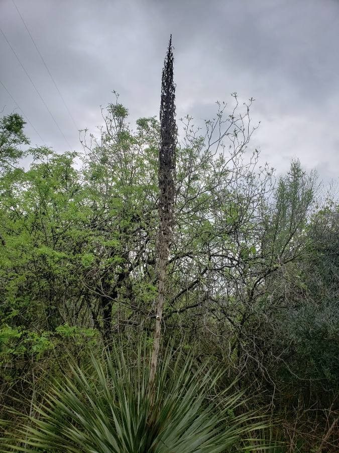 Dasylirion texanum flower