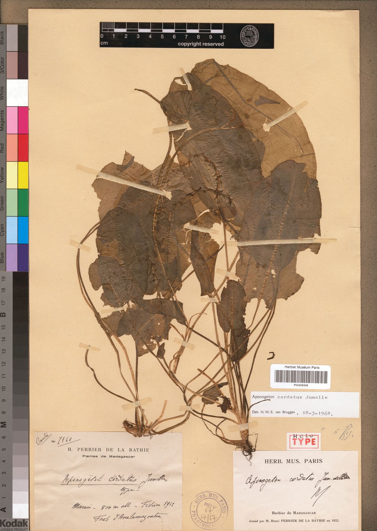 Aponogeton cordatus — houseplant care guide