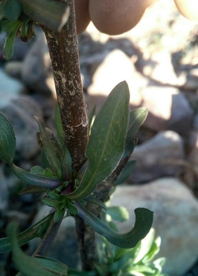 Symphyotrichum squamatum — search result for 'Symphyotrichum'