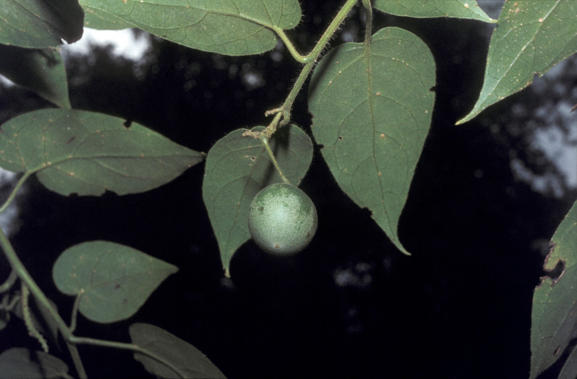 Solanum splendens fruit