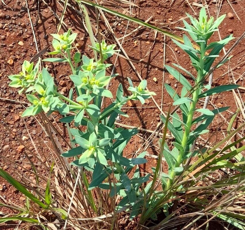 Euphorbia papillosa habit
