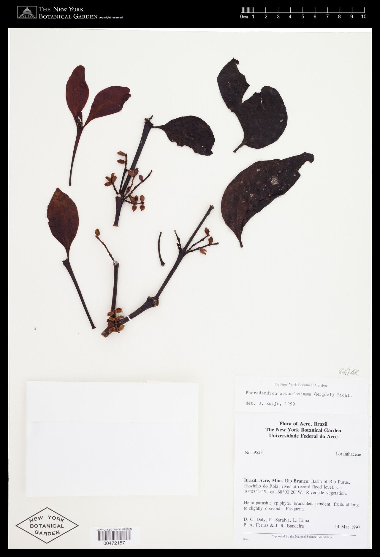 Phoradendron obtusissimum — houseplant care guide