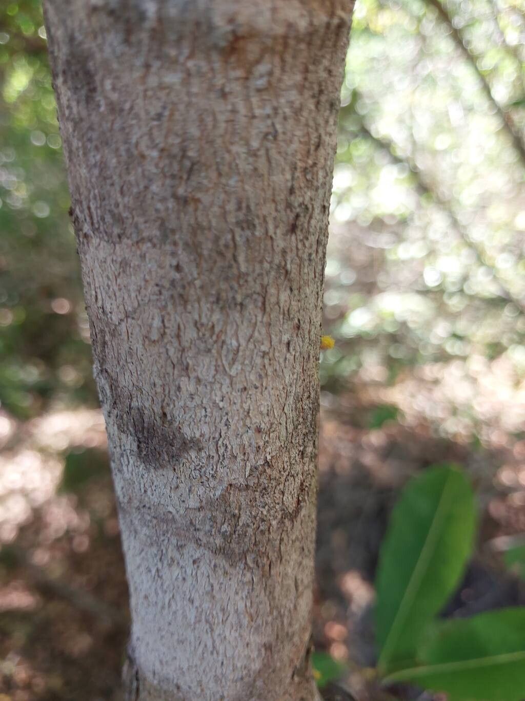 Erythroxylum platyclados other