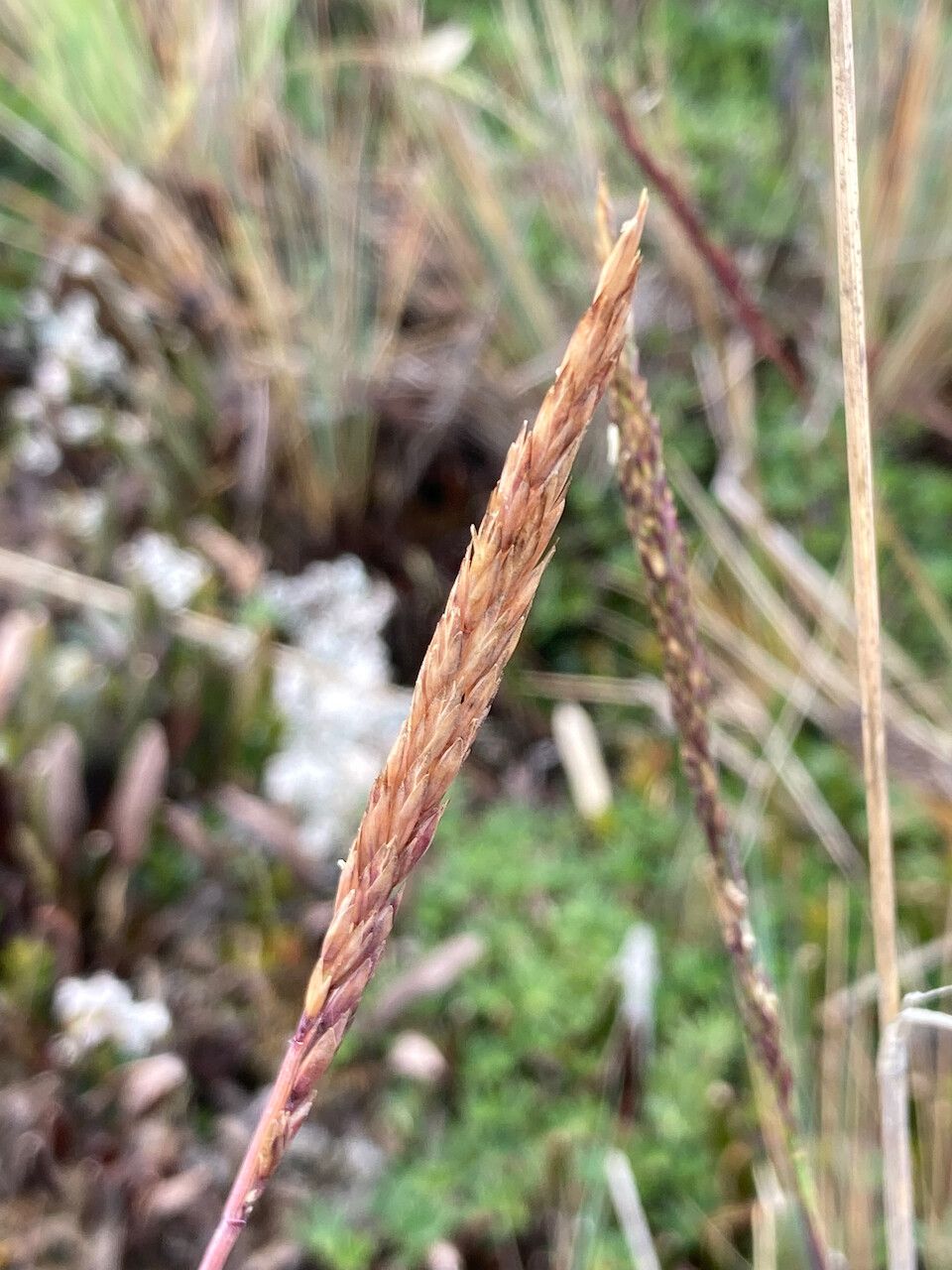 Festuca breviaristata flower