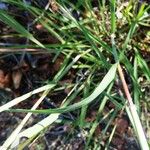 Bothriochloa barbinodis