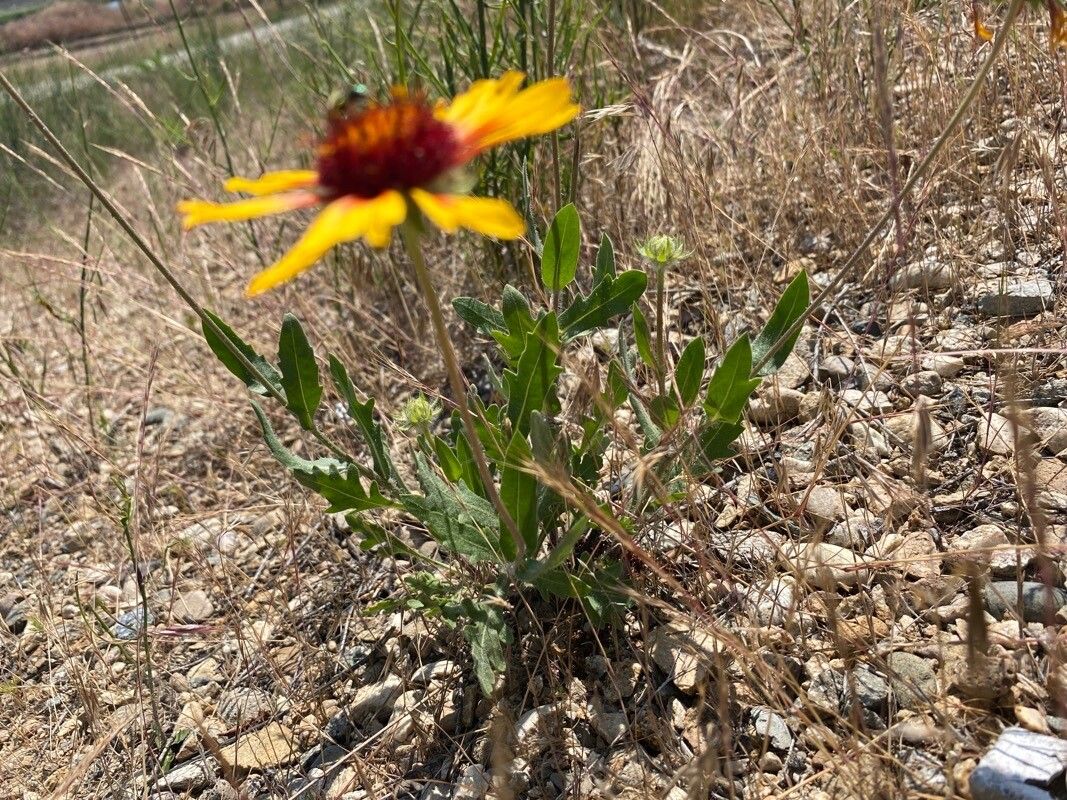 Gaillardia pinnatifida — search result for 'Gaillardia'