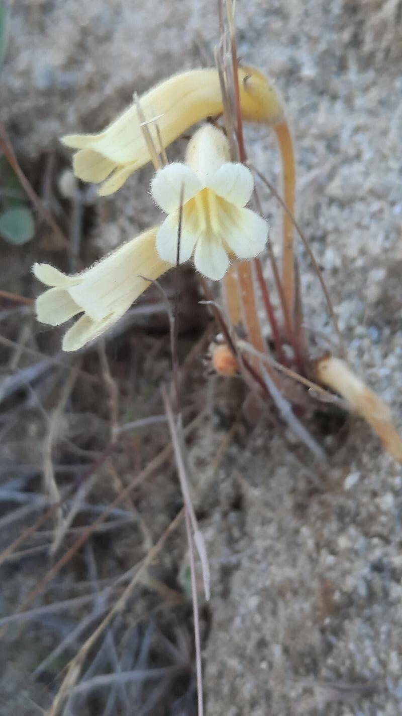 Orobanche fasciculata flower