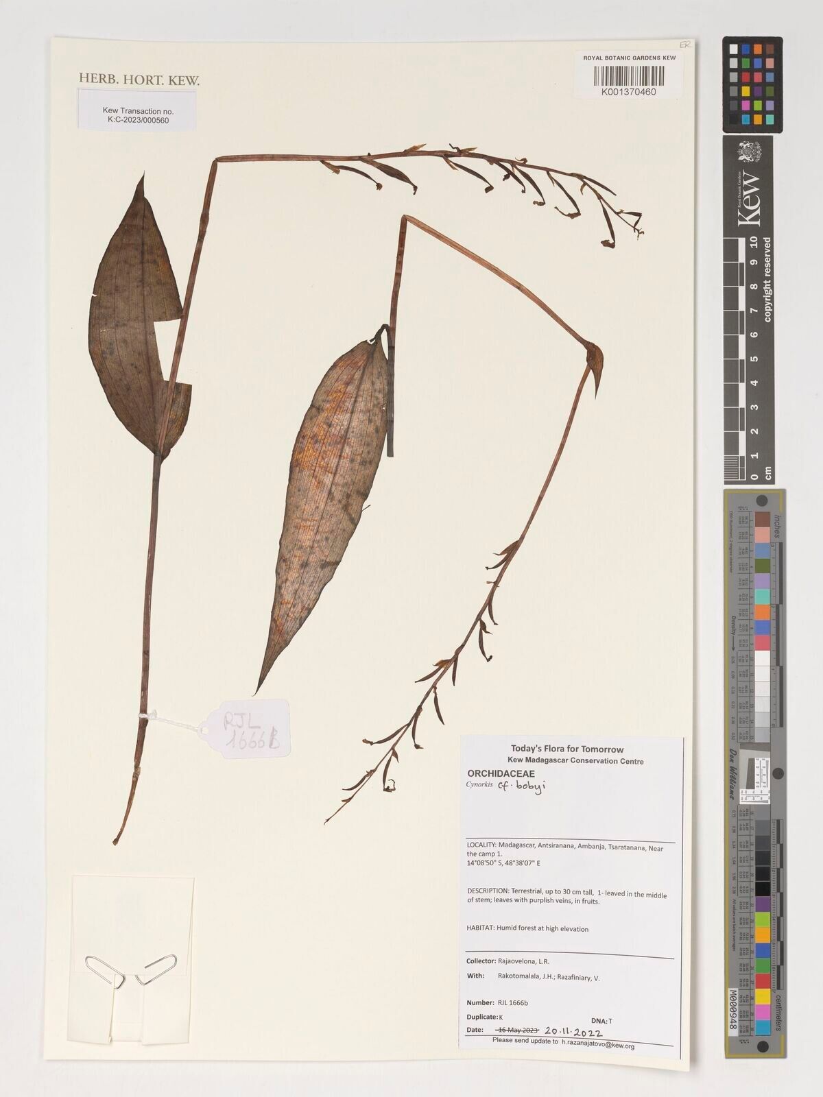 Cynorkis bobyi — houseplant care guide